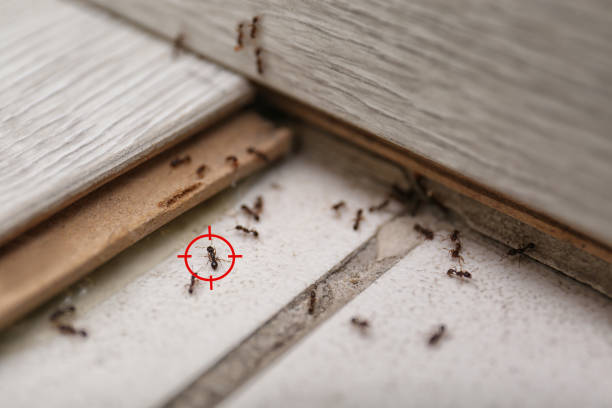 Best Pest Removal Services  in Wilder, ID