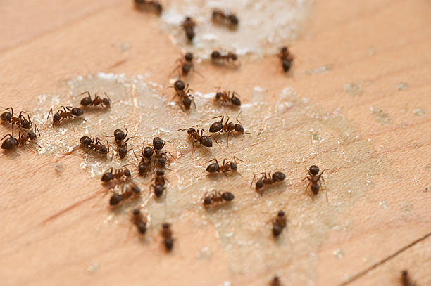 Best Pest Control Treatment  in Wilder, ID