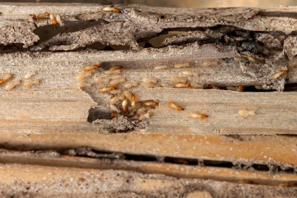 Best Affordable Pest Control Services  in Wilder, ID